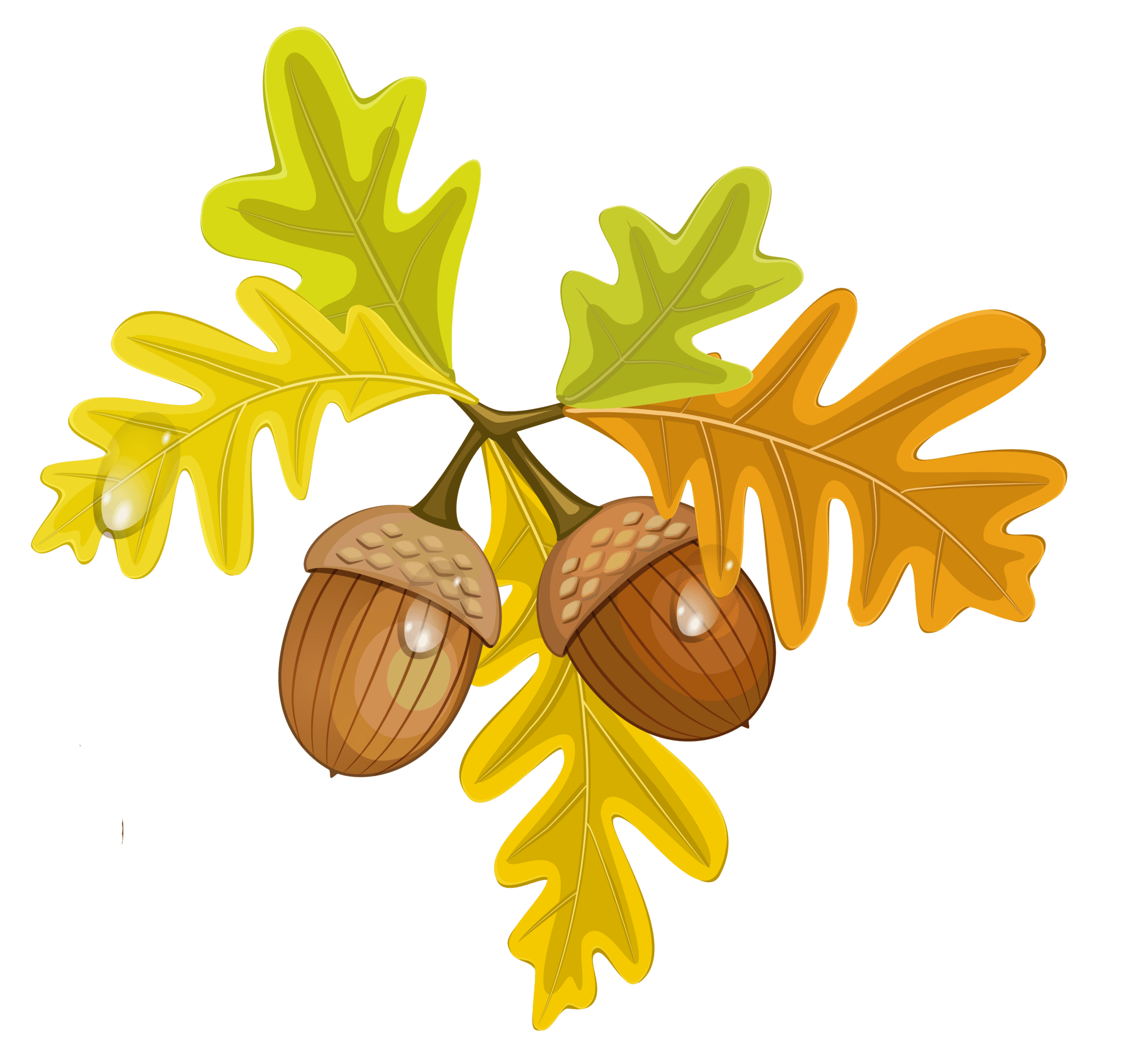 Acorn image for fall clipart autumn