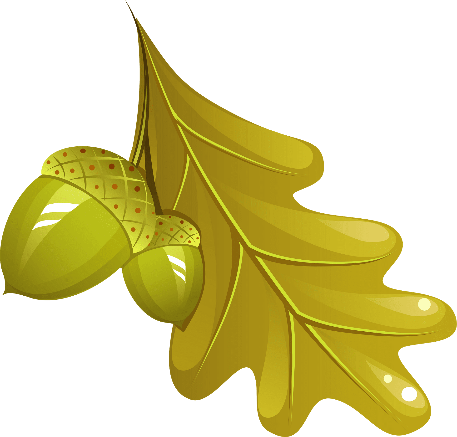 Oak leaf and acorn clipart image plants tree acorn