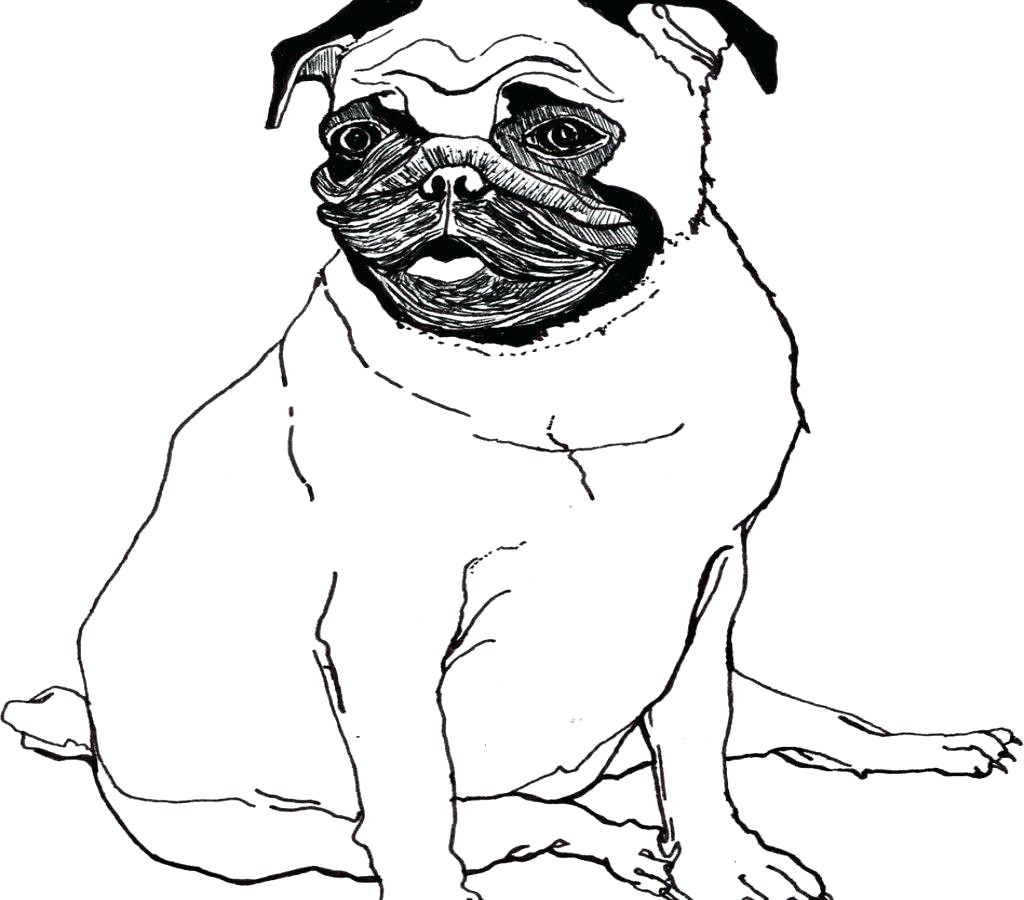 Pug Puppy Drawing | Free download on ClipArtMag