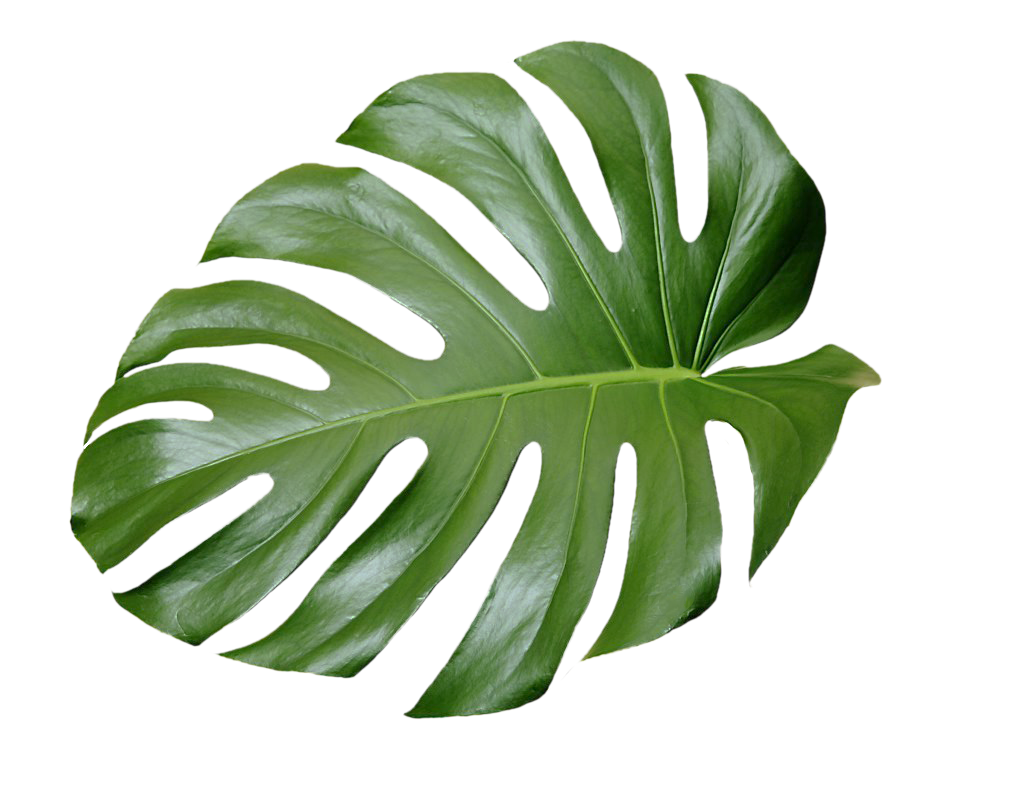 Tropical Leaves Drawing - Leaves Drawing Tropical Illustration Vector ...