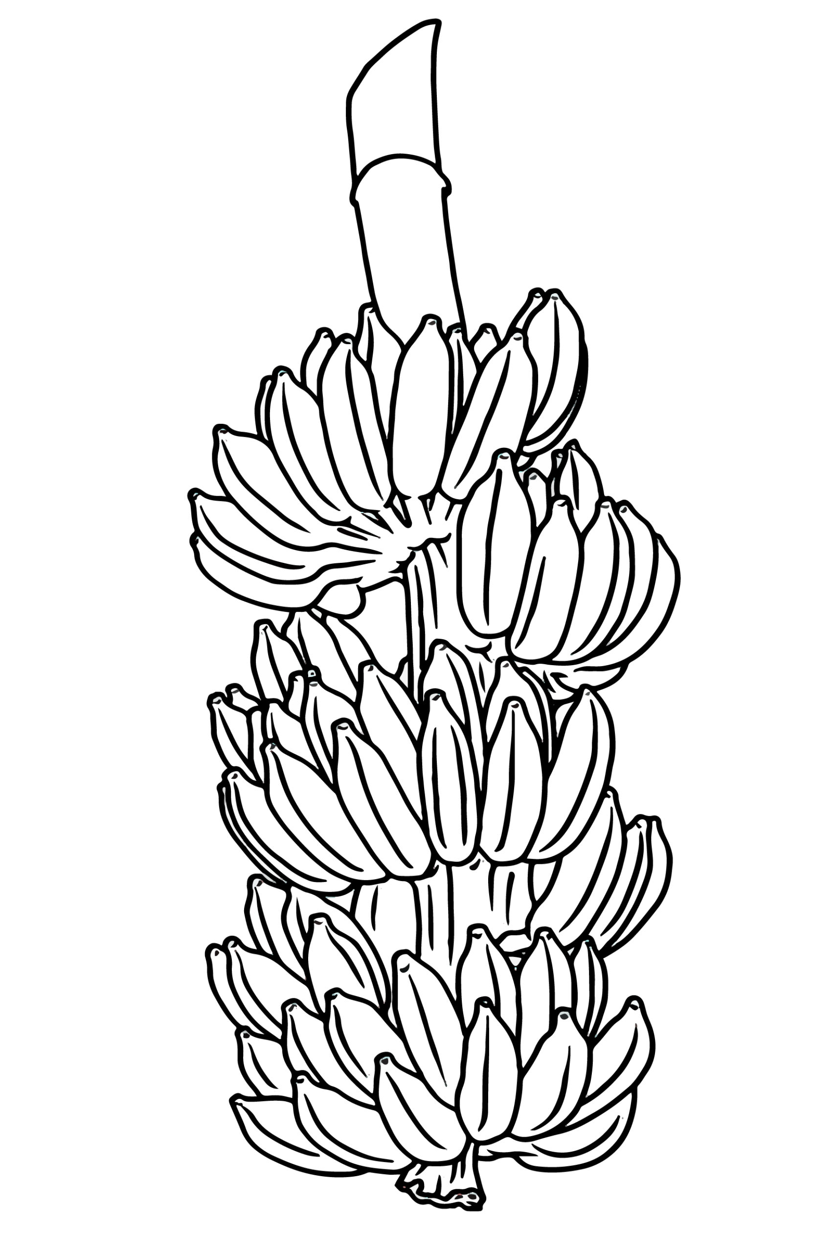 banana clipart illustration