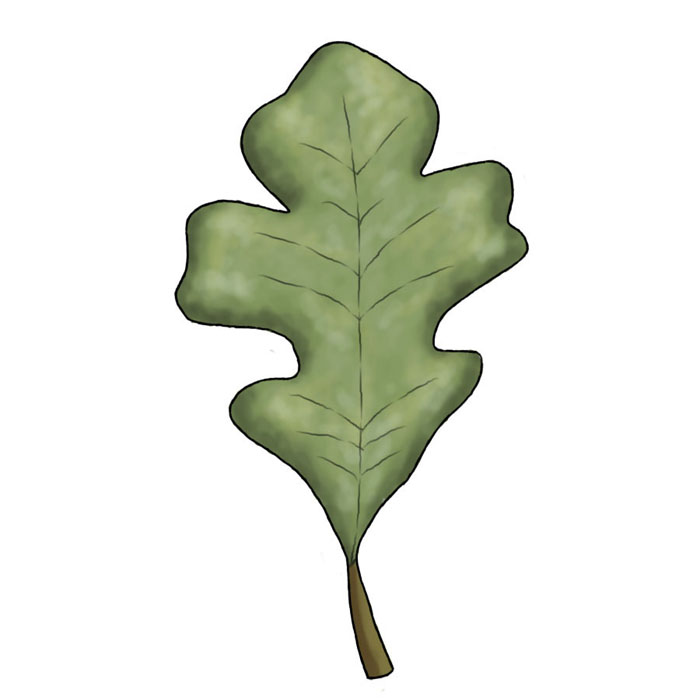 Clip art oak leaf