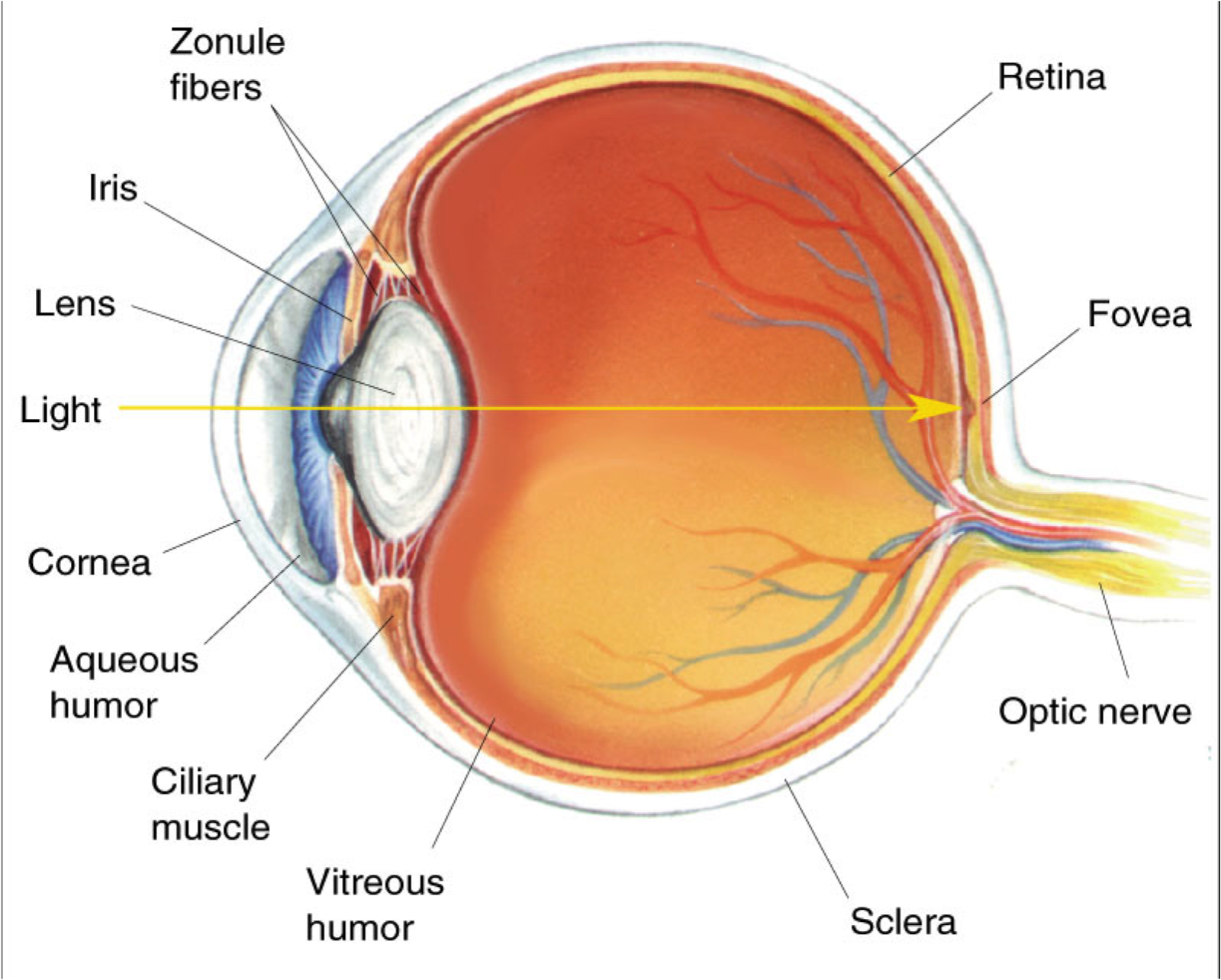 Eye Diagram - Cliparts.co