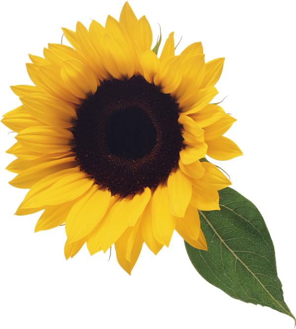 Sunflower with Leaf Clipart in 2019.