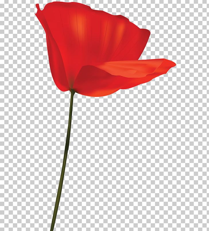 Tulip Garden Roses Cut Flowers Petal Plant Stem PNG, Clipart.