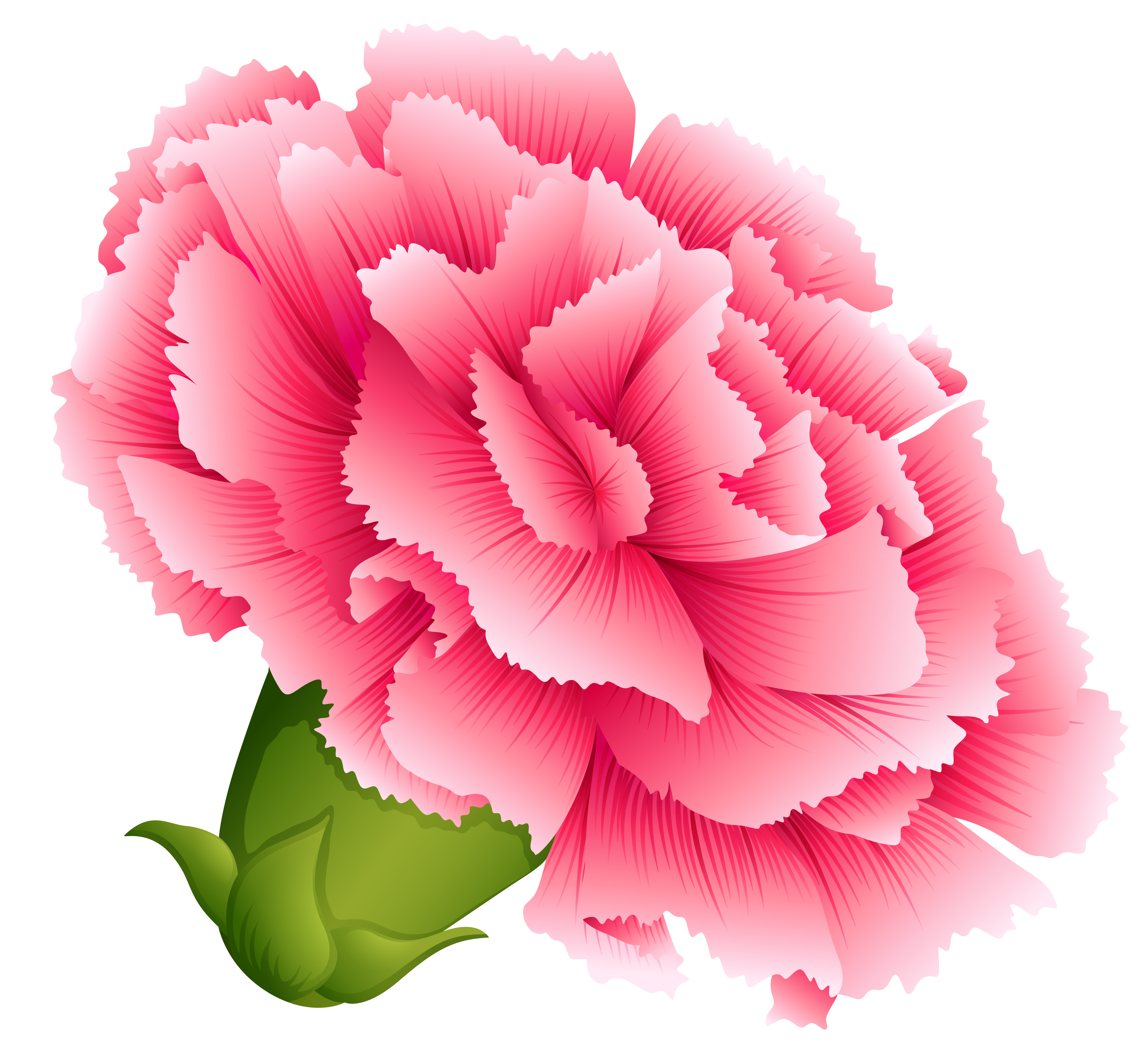 Free Carnation Cliparts, Download Free Clip Art, Free Clip.