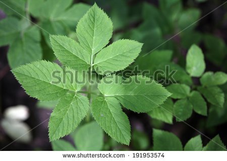 Aegopodium Podagraria Stock Photos, Royalty.