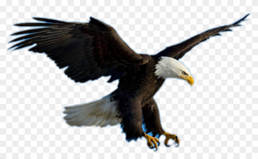 Bald Eagle Clipart Picsart.