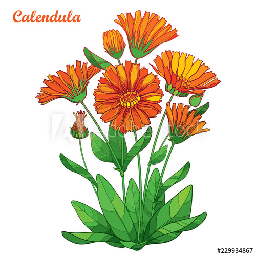 Vector bouquet with outline Calendula officinalis or pot.