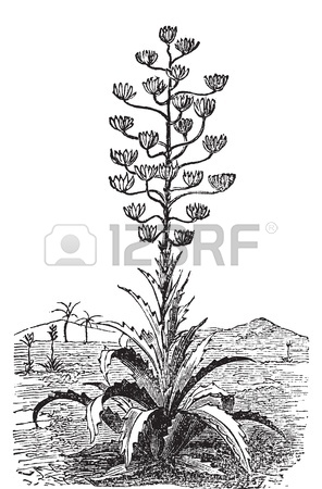 Century Plant Or Agave Americana Old Vintage Engraving. Engraved.