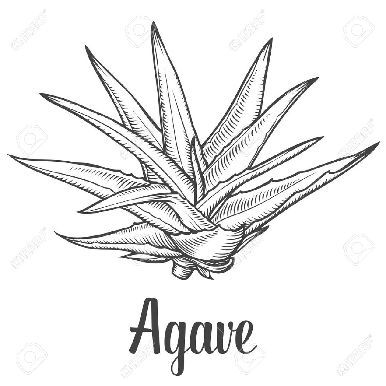 1,186 Agave Stock Vector Illustration And Royalty Free Agave Clipart.