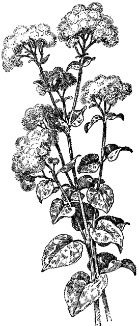 Ageratum Houstonianum.