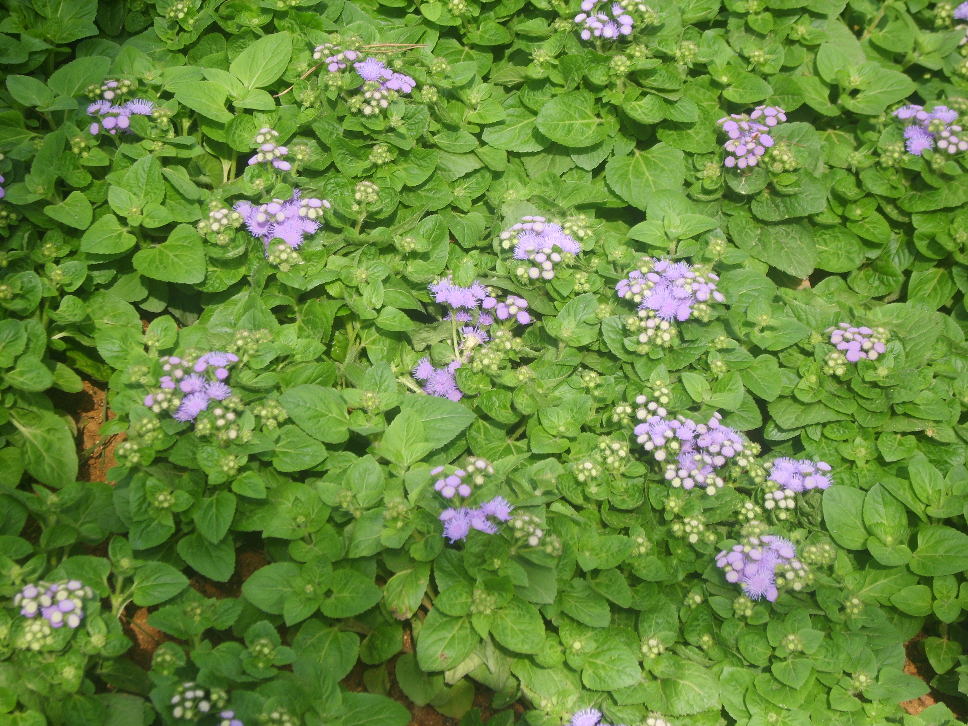 Similiar Ageratum Houstonianum Keywords.