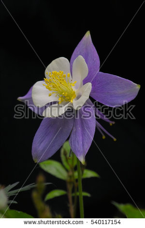 Aquilegia Stock Images, Royalty.