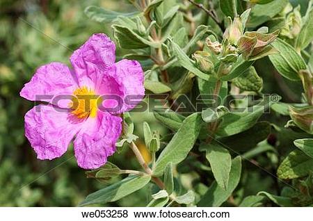 Pictures of Rock Rose (Cistus albidus) we053258.