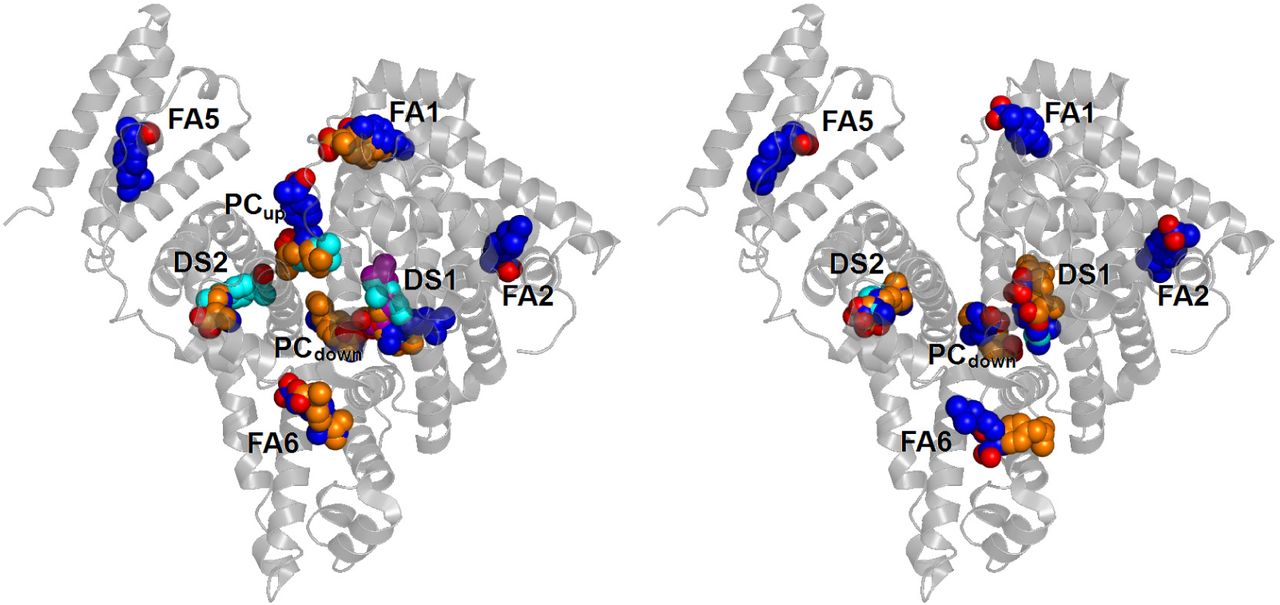 Multiple binding modes of ibuprofen in human serum albumin.