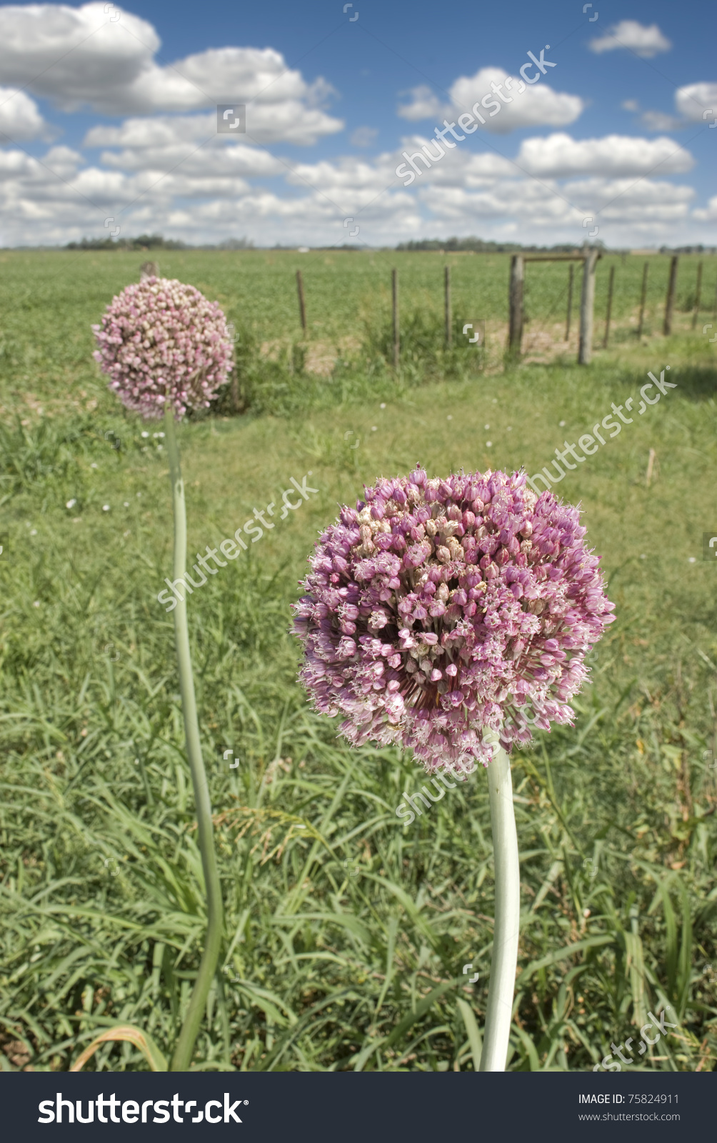 Flowering Elephant Garlic (Allium Ampeloprasum) Next To A Soya.