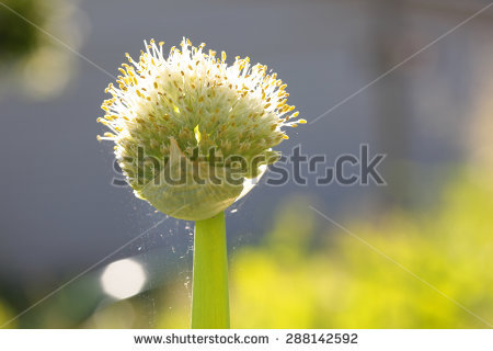 Allium Fistulosum Stock Photos, Royalty.