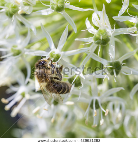 Drumstick Allium Stock Photos, Royalty.