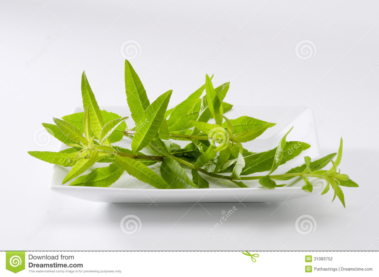 Lemon Verbena Leaves Stock Photography.