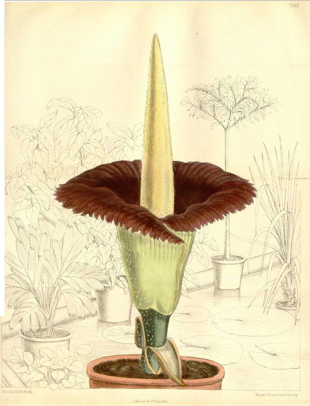 A Corpse Flower Is About to Bloom in the Bronx, Unleashing.