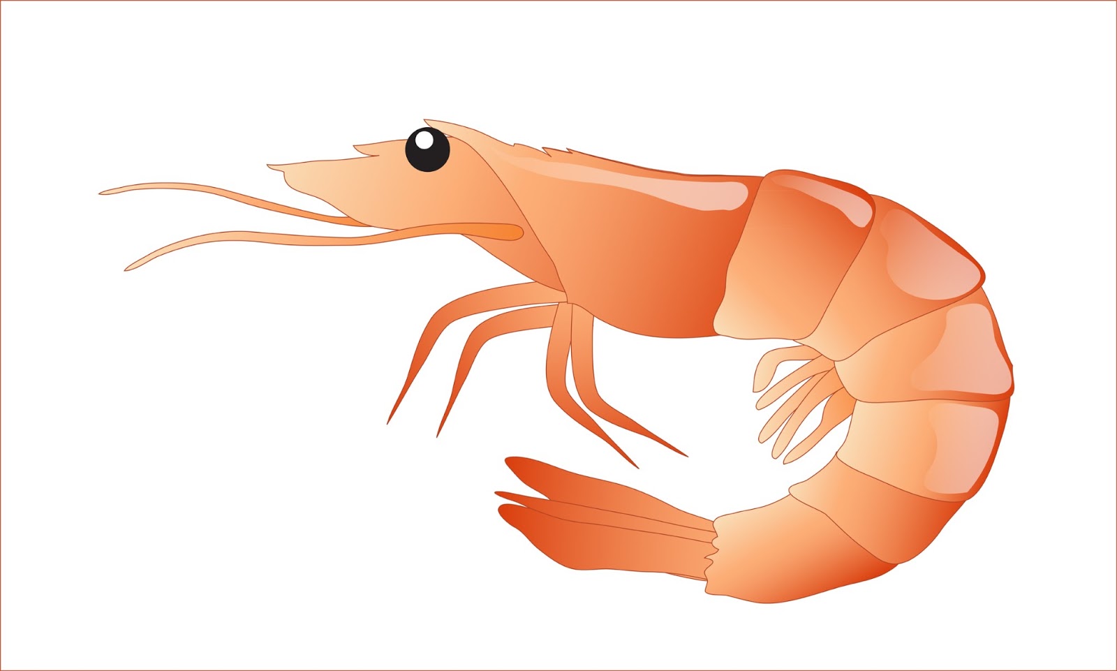 Free Shrimp Clipart, Download Free Clip Art, Free Clip Art.