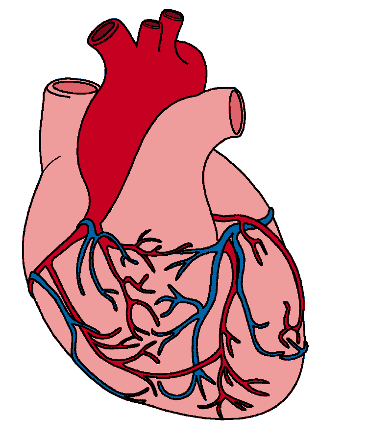 drawings of hearts anatomical heart surface vessels.