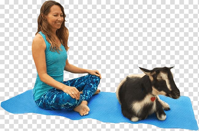 Goat Yoga instructor Pet Animal.