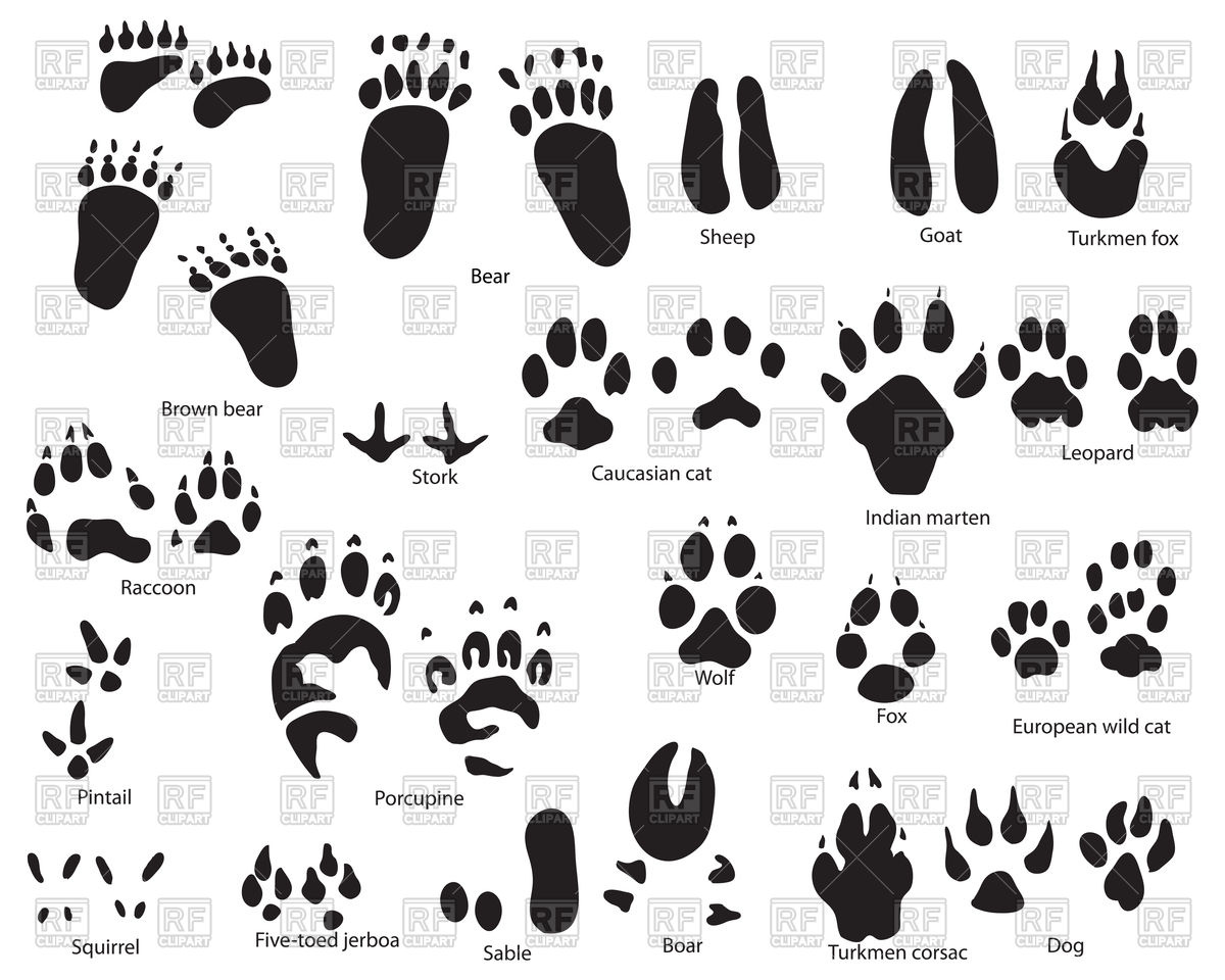 Set of animal and bird footprints with title Stock Vector Image.