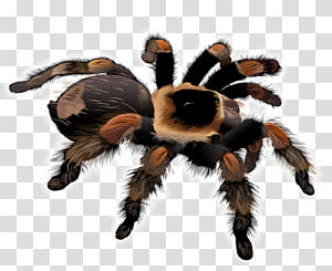 Tarantula transparent background PNG cliparts free download.