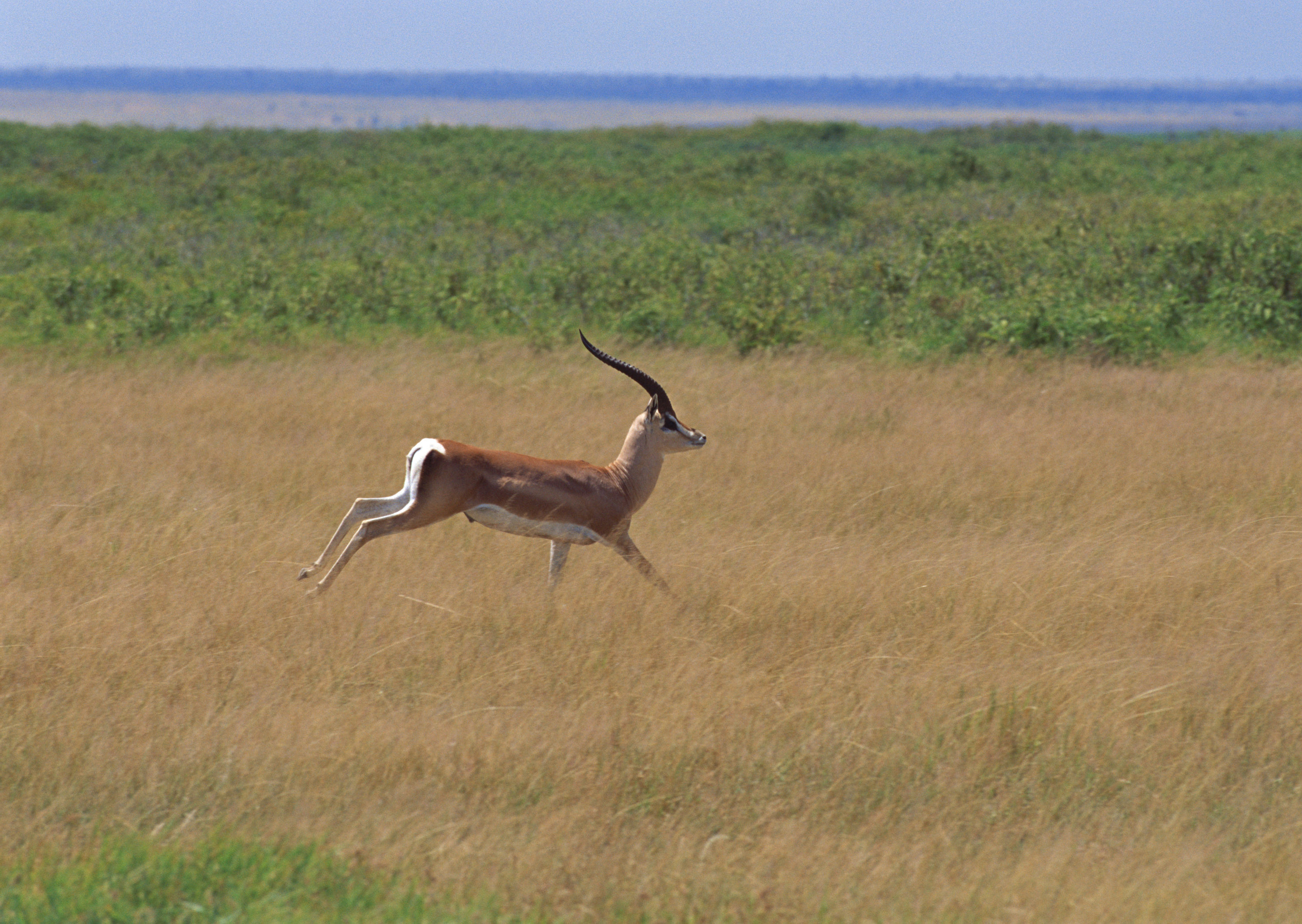 Running Antelope Wallpaper.