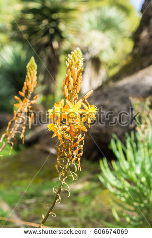 Bulbine Stock Images, Royalty.