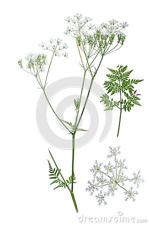 Anthriscus Sylvestris Stock Photo.