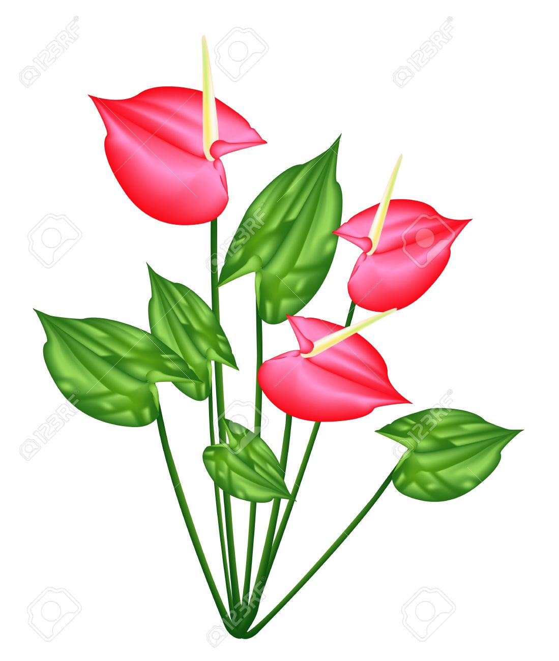 295 Anthurium Stock Vector Illustration And Royalty Free Anthurium.