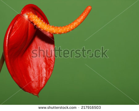 Anthurium Scherzerianum Stock Photos, Royalty.