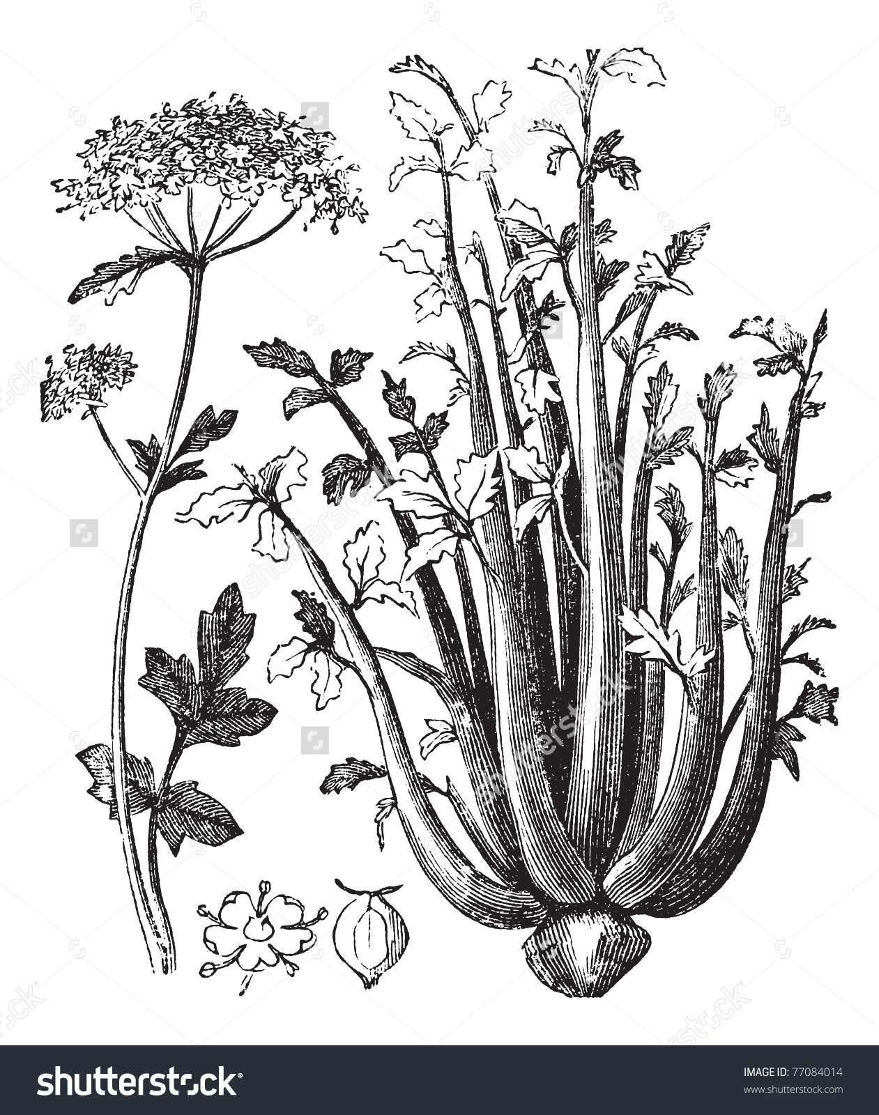 Celery Or Selinon Or Apium Graveolens Vintage Engraving. Old.