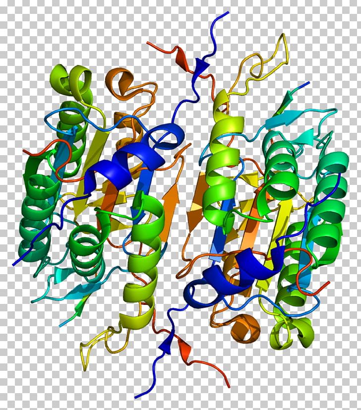 Caspase 2 Protein Caspase 1 Proteolysis PNG, Clipart.