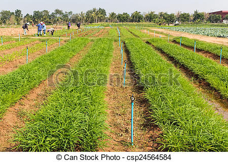 Pictures of Ipomoea aquatica plant field on ground in garden.