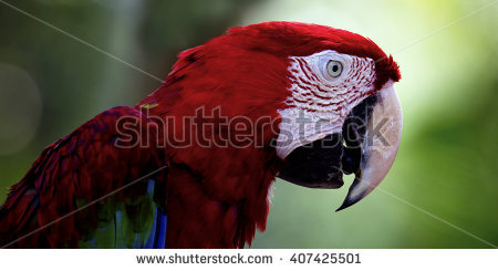 Ara Green Macaw Winged Chloropterus Stock Photos, Royalty.