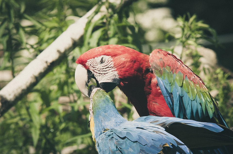 Free photo Bird Parrot Colorful Ara Erythrocephala Ara.