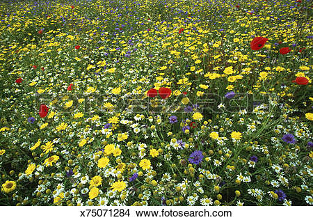 Stock Photo of arable weeds: corn marigold, cornflower, poppy.