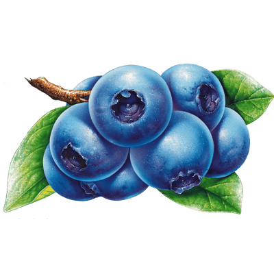 Blueberry Clipart transparent PNG.