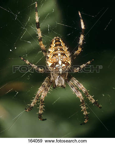 Stock Photograph of European garden spider in web / Araneus.