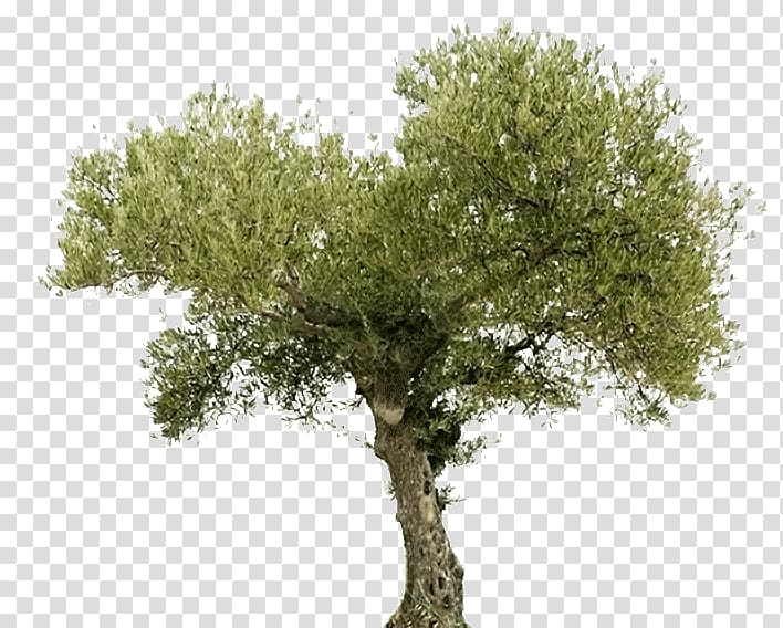 Illustration of green leafed tree, Tree Olive oil Arahal Food, arbol.