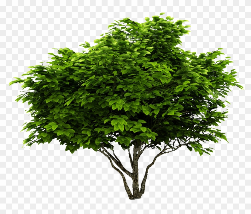 Cutout Plant Shrub Arbre Png, Landscape Elements, Tree.