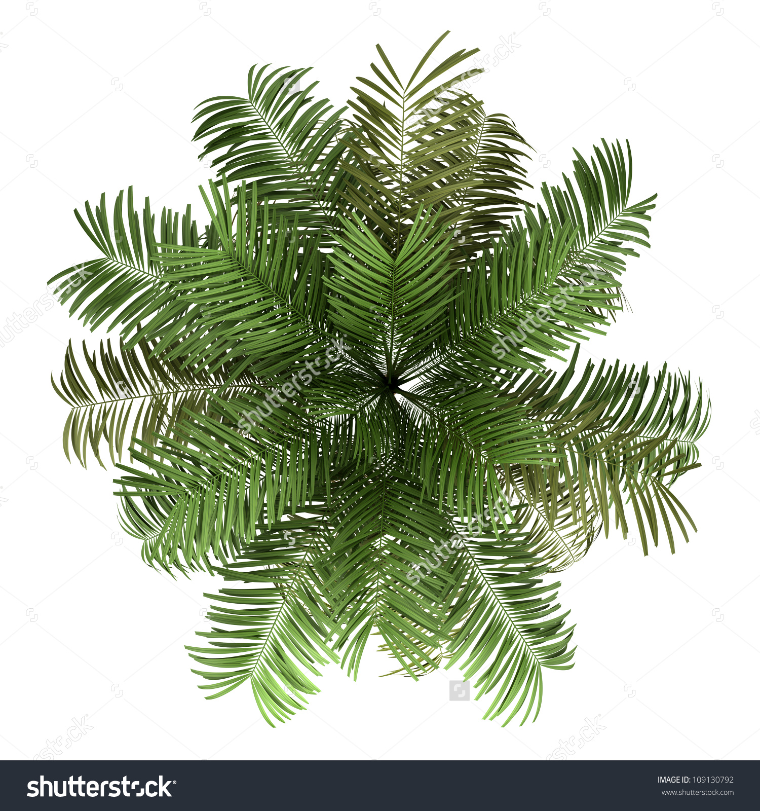 Top View Areca Palm Tree Isolated Stock Illustration 109130792.