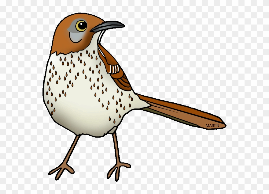 Images Of Georgia State Bird United States Clip Art.