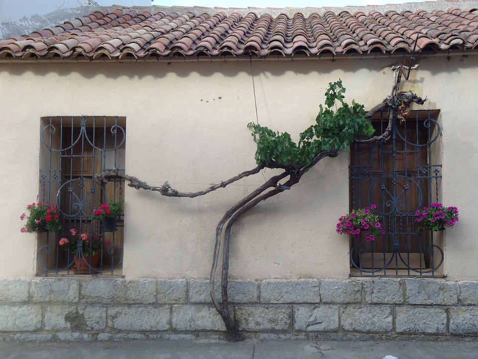 Free photo Branches Casita Green Plants Campestre Windows.