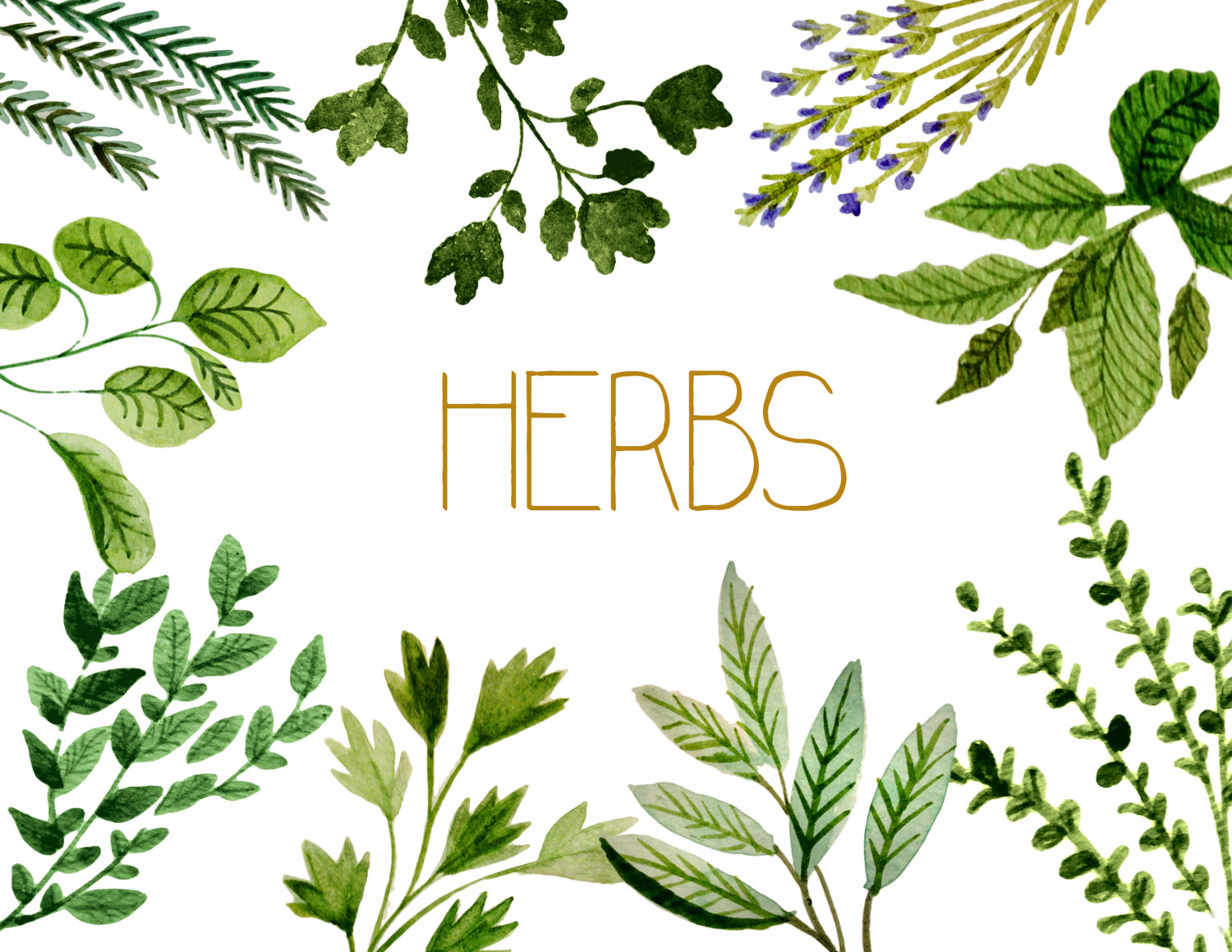 Herb Clip Art Free.