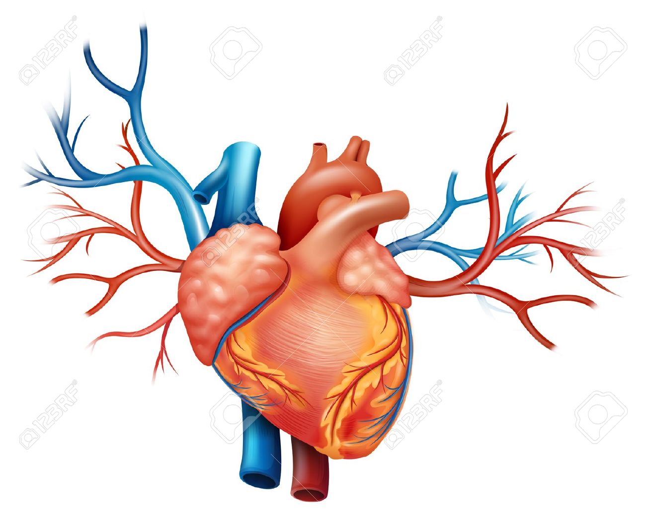 1,423 Arteries Stock Illustrations, Cliparts And Royalty Free.